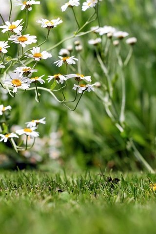 Обои цветы, трава, лепестки, ромашки, белые, полевые цветы, боке, flowers, grass, petals, chamomile, white, wildflowers, bokeh разрешение 4896x3264 Загрузить