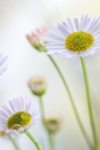 Обои цветы, лето, лепестки, ромашки, стебли, боке, маргаритки, flowers, summer, petals, chamomile, stems, bokeh, daisy разрешение 2048x1365 Загрузить