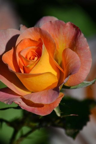 Обои цветок, роза, лепестки, бутон, боке, flower, rose, petals, bud, bokeh разрешение 3600x2400 Загрузить