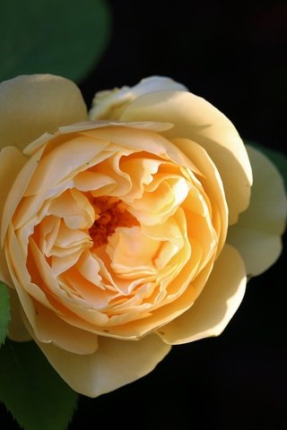 Обои роза, желтая роза, rose, yellow rose разрешение 5155x3437 Загрузить
