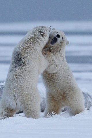 Обои снег, арктика, природа, медвежата, берег, полярный медведь, борьба, игра, медведи, белый медведь, драка, snow, arctic, nature, shore, polar bear, fight, the game, bears разрешение 3000x1688 Загрузить