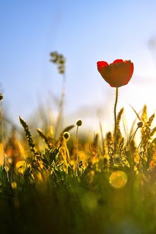 Обои свет, трава, природа, лето, тюльпан, полевые цветы, light, grass, nature, summer, tulip, wildflowers разрешение 2048x1088 Загрузить