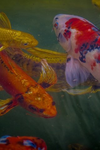 Обои вода, рыбки, рыбы, подводный мир, карп кои, water, fish, underwater world, koi carp разрешение 2560x1696 Загрузить