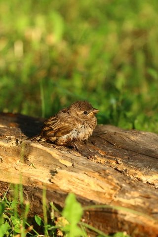 Обои птица, воробей, травка, птичка, бревно, птинец, bird, sparrow, weed, log, ptenec разрешение 1920x1280 Загрузить