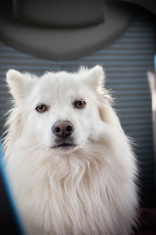 Обои взгляд, собака, друг, самоед, look, dog, each, samoyed разрешение 6000x3745 Загрузить