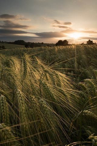 Обои закат, лето, колосья, пшеница, sunset, summer, ears, wheat разрешение 2048x1367 Загрузить