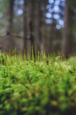 Обои трава, деревья, зелень, лес, макро, мох, andrei pavel, grass, trees, greens, forest, macro, moss разрешение 2048x1360 Загрузить