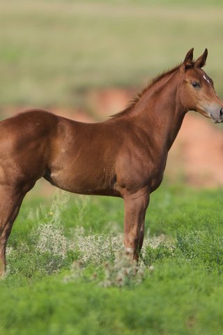 Обои лошадь, трава, конь, жеребенок, cam essick, horse, grass, foal разрешение 2880x1800 Загрузить