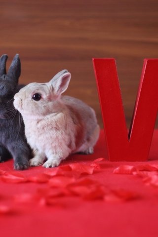 Обои животные, лепестки, маленький, любовь, кролик, кролики, зайчик, love live, animals, petals, small, love, rabbit, rabbits, bunny разрешение 1920x1200 Загрузить