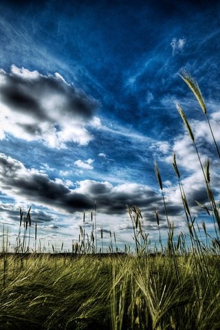 Обои небо, трава, облака, вечер, горизонт, луг, колосья, the sky, grass, clouds, the evening, horizon, meadow, ears разрешение 1920x1200 Загрузить