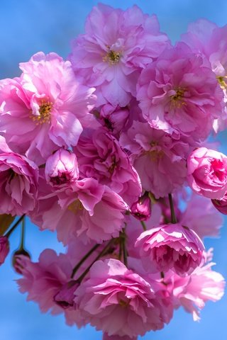 Обои небо, цветы, ветка, цветение, лепестки, весна, вишня, сакура, the sky, flowers, branch, flowering, petals, spring, cherry, sakura разрешение 6000x3375 Загрузить