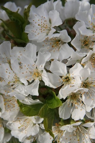 Обои цветы, ветка, цветение, листья, черешня, весна, flowers, branch, flowering, leaves, cherry, spring разрешение 2048x1365 Загрузить