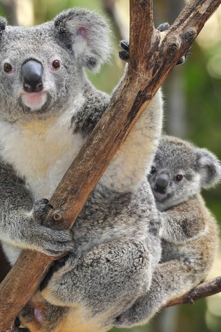 Обои дерево, детеныш, коала, коалы, tree, cub, koala, koalas разрешение 3840x2400 Загрузить