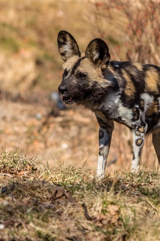 Обои хищник, гиена, гиеновидная собака, predator, hyena, the african wild dog разрешение 1920x1080 Загрузить