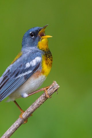 Обои птица, клюв, перья, белоглазая парула, славка, bird, beak, feathers, ferruginous of parul, warbler разрешение 2880x1800 Загрузить