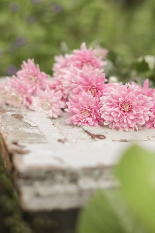 Обои цветы, фрукты, яблоки, чашки, натюрморт, астры, flowers, fruit, apples, cup, still life, asters разрешение 2560x1600 Загрузить