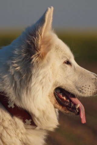 Обои собака, профиль, язык, белая швейцарская овчарка, dog, profile, language, the white swiss shepherd dog разрешение 3840x2400 Загрузить