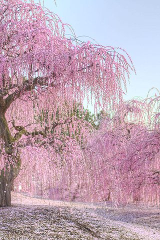 Обои деревья, природа, цветение, весна, сакура, nogata hiroshi, trees, nature, flowering, spring, sakura, hiroshi nogata разрешение 1920x1200 Загрузить