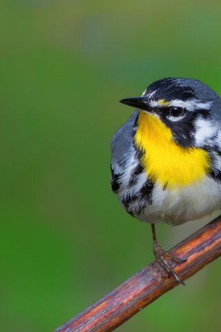 Обои птица, клюв, перья, камышевка, славка, magnolia warbler, bird, beak, feathers, warbler разрешение 1920x1200 Загрузить