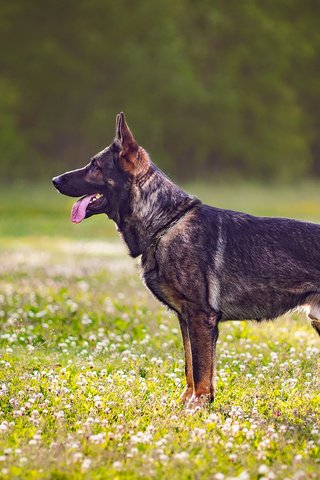 Обои собака, профиль, язык, полевые цветы, немецкая овчарка, dog, profile, language, wildflowers, german shepherd разрешение 1920x1200 Загрузить