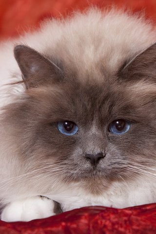 Обои кот, мордочка, усы, кошка, взгляд, бирма, cat, muzzle, mustache, look, burma разрешение 1920x1200 Загрузить