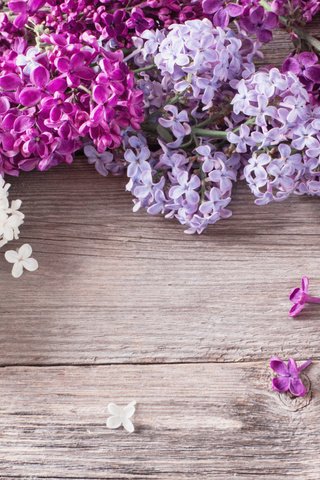 Обои цветы, весна, сирень, деревянная поверхность, flowers, spring, lilac, wooden surface разрешение 1920x1200 Загрузить