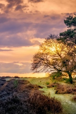 Обои небо, облака, деревья, закат, поле, тропинка, нидерланды, the sky, clouds, trees, sunset, field, path, netherlands разрешение 2560x1628 Загрузить