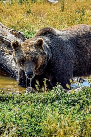 Обои трава, вода, солнце, камни, медведь, коряга, бурый, grass, water, the sun, stones, bear, snag, brown разрешение 4000x2250 Загрузить