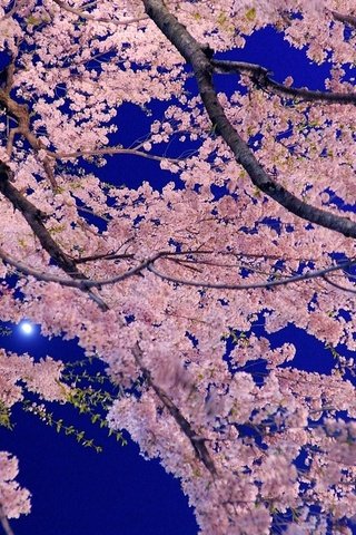 Обои небо, цветы, дерево, цветение, ветки, весна, сакура, the sky, flowers, tree, flowering, branches, spring, sakura разрешение 1920x1080 Загрузить