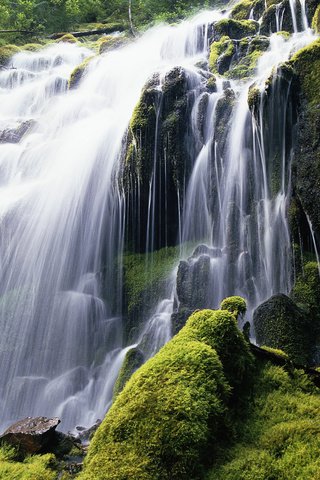 Обои цветы, камни, водопад, поток, мох, flowers, stones, waterfall, stream, moss разрешение 1920x1200 Загрузить