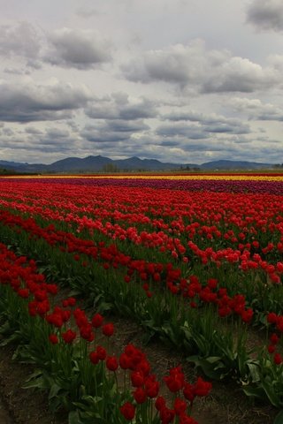 Обои цветы, облака, деревья, поле, тюльпаны, плантация, flowers, clouds, trees, field, tulips, plantation разрешение 5500x3662 Загрузить
