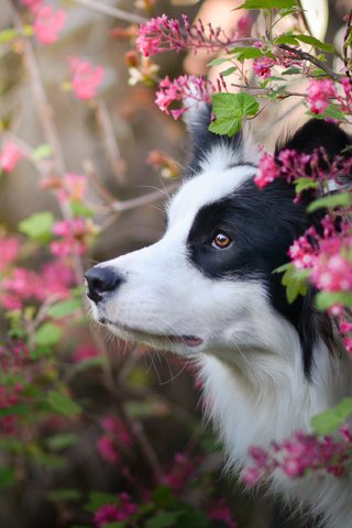 Обои цветы, природа, собака, профиль, бордер-колли, flowers, nature, dog, profile, the border collie разрешение 3600x2527 Загрузить