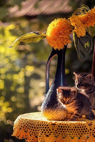 Обои цветы, боке, природа, животные, стул, кошки, ваза, котята, салфетка, flowers, bokeh, nature, animals, chair, cats, vase, kittens, napkin разрешение 2048x1356 Загрузить