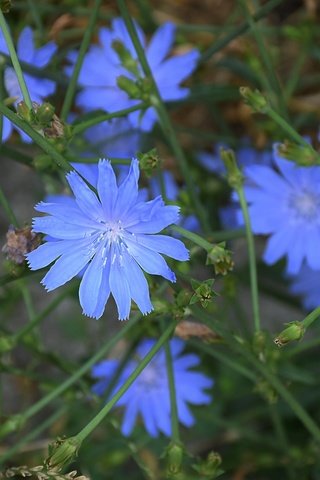 Обои цветы, листья, лепестки, цикорий, цикорий обыкновенный, flowers, leaves, petals, chicory, chicory common разрешение 6000x4000 Загрузить