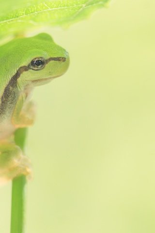 Обои фон, лист, лягушка, стебель, лапки, боке, background, sheet, frog, stem, legs, bokeh разрешение 2048x1365 Загрузить