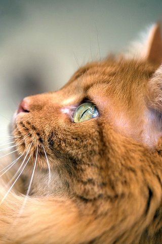 Обои фон, кот, мордочка, усы, кошка, взгляд, профиль, background, cat, muzzle, mustache, look, profile разрешение 1920x1278 Загрузить