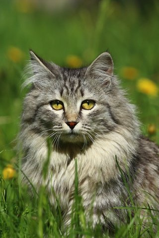 Обои глаза, цветы, трава, кот, мордочка, усы, кошка, взгляд, eyes, flowers, grass, cat, muzzle, mustache, look разрешение 1920x1280 Загрузить