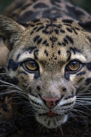 Обои глаза, мордочка, усы, взгляд, дикая кошка, дымчатый леопард, eyes, muzzle, mustache, look, wild cat, clouded leopard разрешение 2048x1365 Загрузить