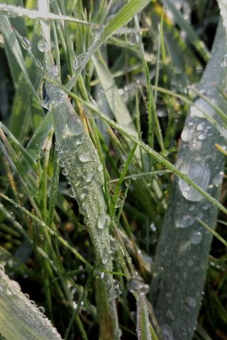 Обои трава, природа, капли, капельки, дождь, grass, nature, drops, droplets, rain разрешение 4208x3120 Загрузить