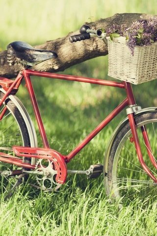 Обои корзинка с цветами, старый велосипед, a basket of flowers, old bike разрешение 1920x1200 Загрузить