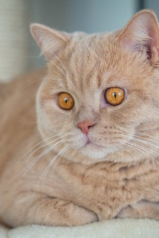Обои кот, мордочка, усы, кошка, взгляд, британская короткошерстная кошка, cat, muzzle, mustache, look, british shorthair разрешение 4608x3456 Загрузить