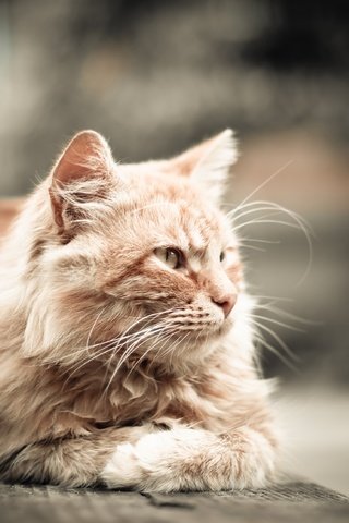 Обои кот, мордочка, усы, кошка, взгляд, рыжий, cat, muzzle, mustache, look, red разрешение 3840x2571 Загрузить