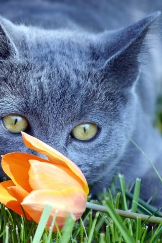 Обои трава, цветок, кот, мордочка, усы, кошка, взгляд, тюльпан, британец, british, grass, flower, cat, muzzle, mustache, look, tulip разрешение 2048x1309 Загрузить