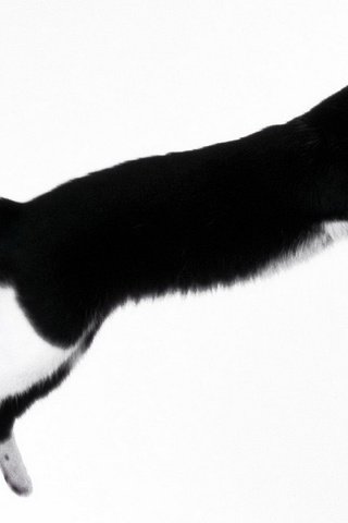 Обои кот, мордочка, усы, кошка, взгляд, прыжок, cat, muzzle, mustache, look, jump разрешение 1920x1080 Загрузить