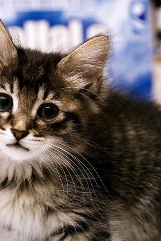 Обои кот, мордочка, усы, кошка, взгляд, котенок, пушистый, cat, muzzle, mustache, look, kitty, fluffy разрешение 2560x1600 Загрузить