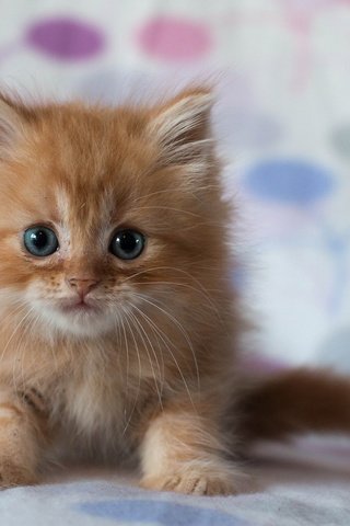 Обои кот, мордочка, усы, кошка, взгляд, котенок, рыжий кот, cat, muzzle, mustache, look, kitty, red cat разрешение 1920x1200 Загрузить