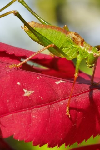 Обои природа, листья, насекомое, кузнечик, nature, leaves, insect, grasshopper разрешение 3840x2160 Загрузить