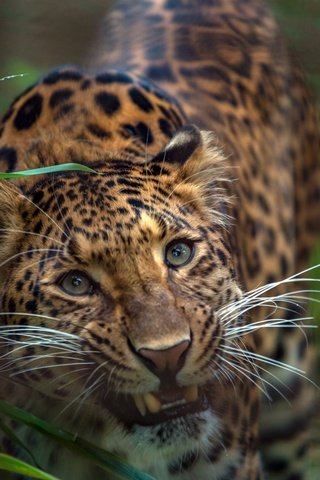 Обои морда, трава, взгляд, леопард, хищник, зубы, дикая кошка, face, grass, look, leopard, predator, teeth, wild cat разрешение 1920x1280 Загрузить