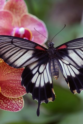 Обои макро, насекомое, фон, цветок, бабочка, крылья, орхидея, macro, insect, background, flower, butterfly, wings, orchid разрешение 5472x3648 Загрузить