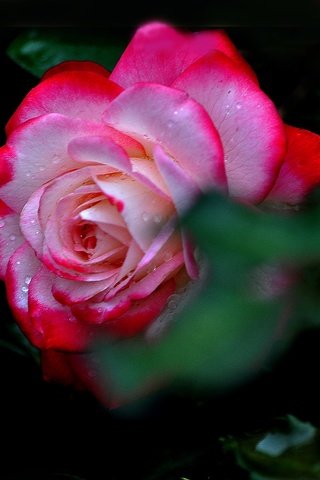 Обои макро, цветок, роса, капли, роза, лепестки, macro, flower, rosa, drops, rose, petals разрешение 4288x2864 Загрузить